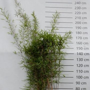 Fargesia nitida 'Black Pearl'
