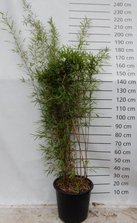 Fargesia nitida 'Black Pearl'