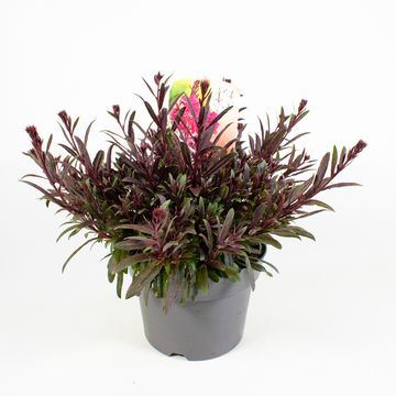 Gaura lindheimeri MIX