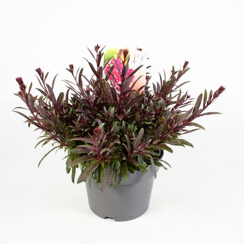 Gaura lindheimeri MIX