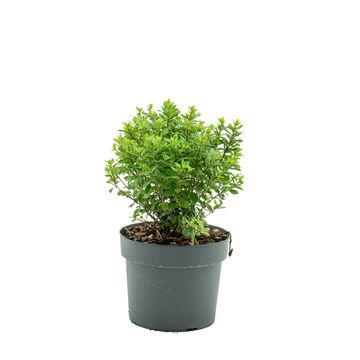 Pittosporum tenuifolium 'Midget'