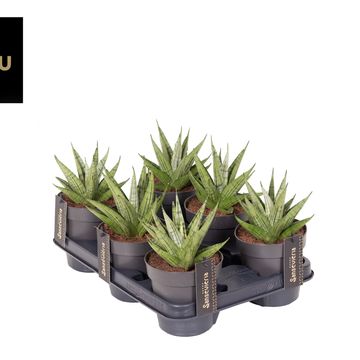 Sansevieria 'Comet Mini Queen No. 2'