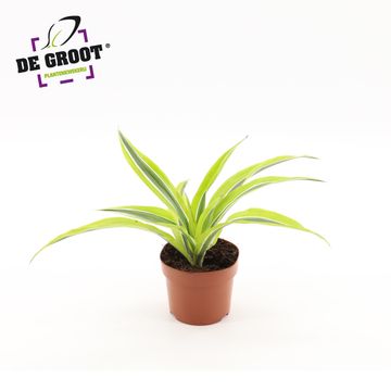 Dracaena fragrans 'Lemon Lime'