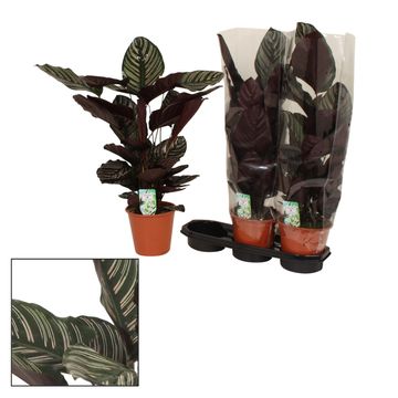 Calathea ornata