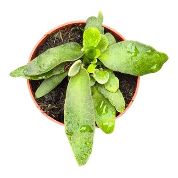 Platycerium willinckii 'OMG'