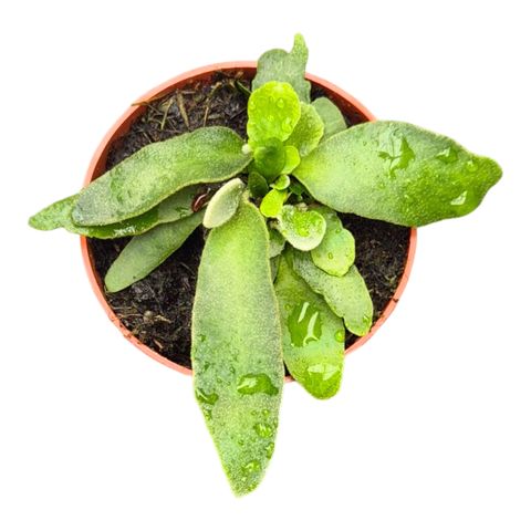 Platycerium willinckii 'OMG'