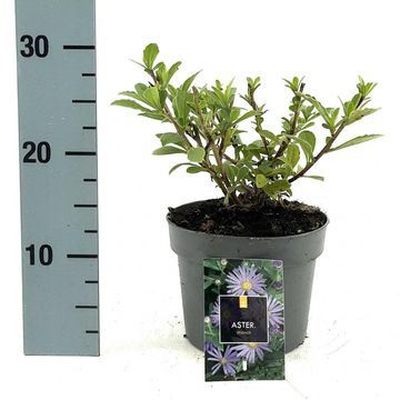 Aster x frikartii 'Mönch'