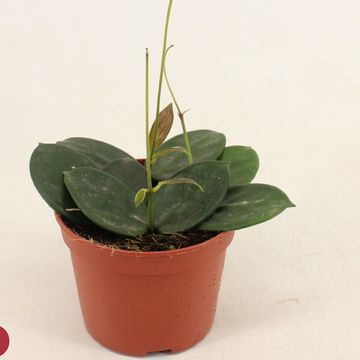 Hoya vangviengiensis