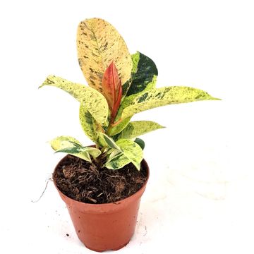 Ficus elastica 'Shivereana Moonshine'