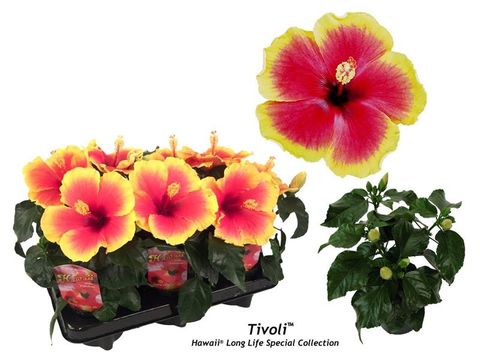 Hibiscus rosa-sinensis 'Tivoli'