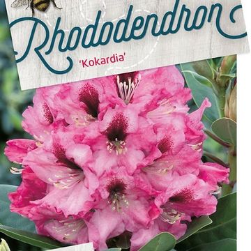 Rhododendron 'Kokardia'