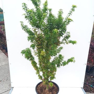 Acer palmatum 'Kotohime'