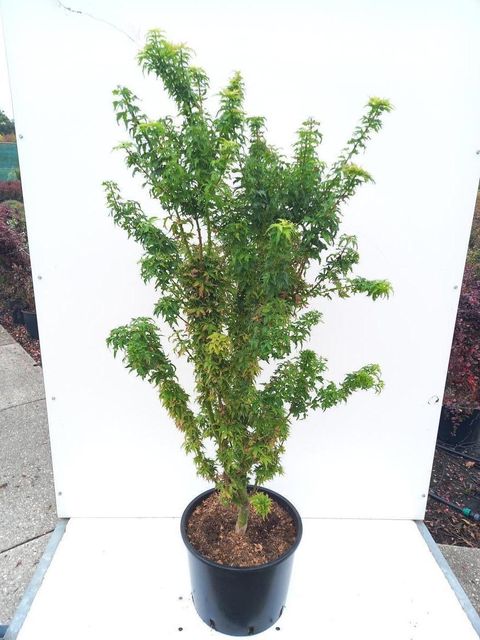 Acer palmatum 'Kotohime'