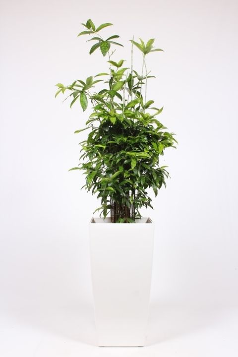 Dracaena surculosa