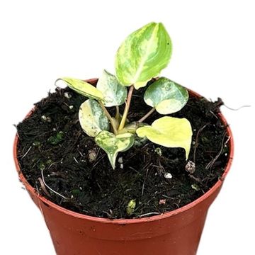 Filodendro billietiae 'Variegata'