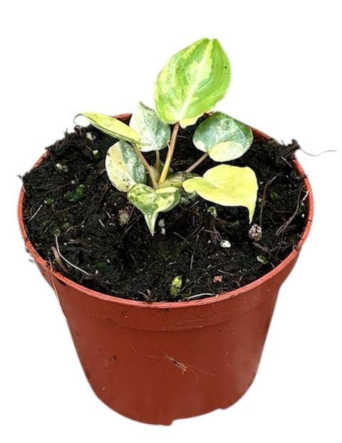 Philodendron billietiae 'Variegata'