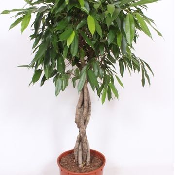 Ficus binnendijkii 'Amstel King'