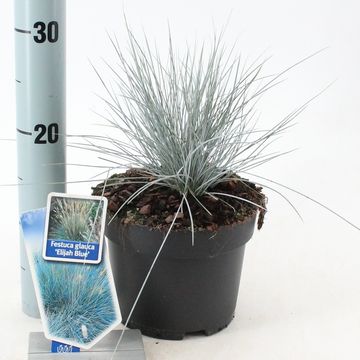 Festuca glauca 'Elijah Blue'