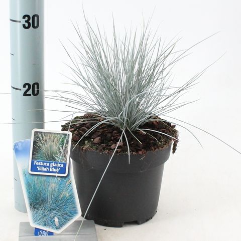 Festuca glauca 'Elijah Blue'