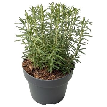 Rosmarinus officinalis