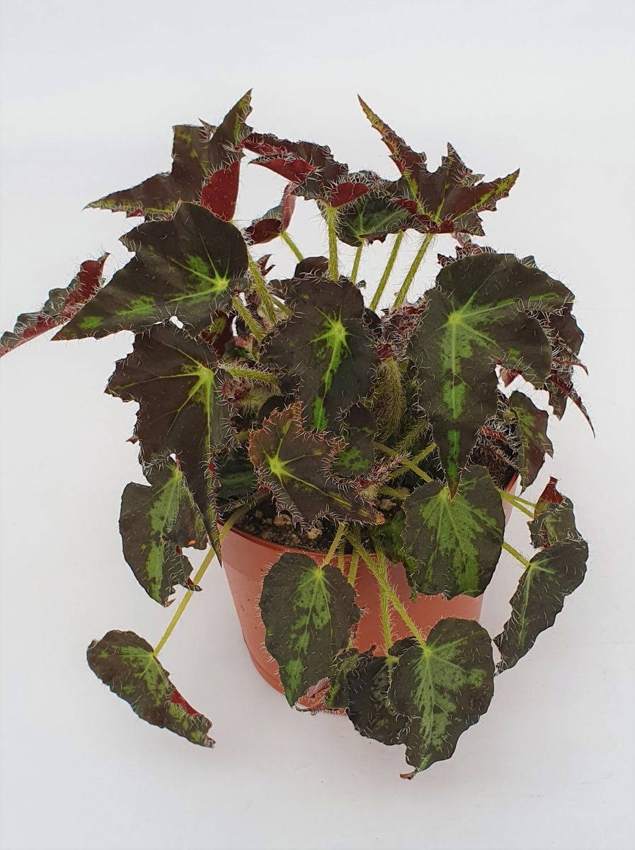 Pianta Vera Begonia Rex Sizemoreae – In Vaso 13cm, Foglie Scure Vellutate, Facile Coltivazione, Spedizione Sicura - 4