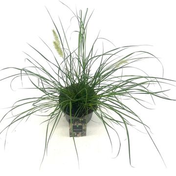 Pennisetum alopecuroides 'Hameln'