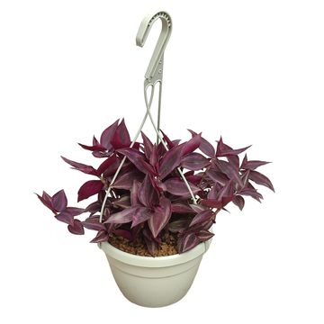 Tradescantia 'Purple Passion'