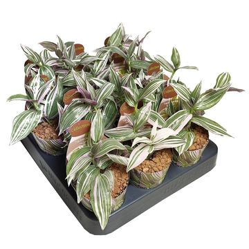 Tradescantia 'Lollipop'