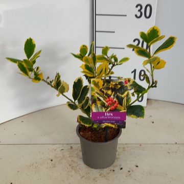Ilex x altaclerensis 'Golden King'