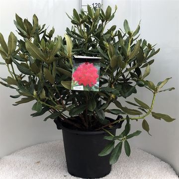 Rhododendron 'Нова Зембла'