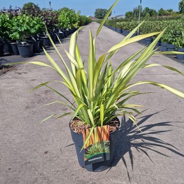 Phormium 'Yellow Wave'
