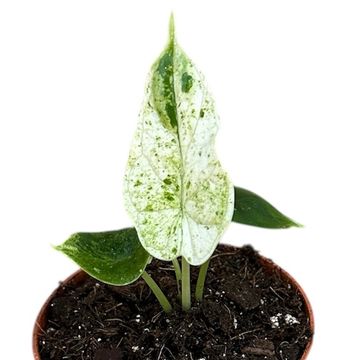 Alocasia 'Dragon Scale Mint'