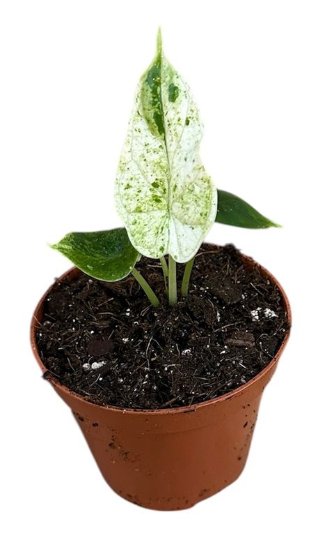 Alocasia 'Dragon Scale Mint'