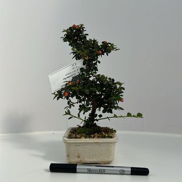 Cotoneaster horizontalis