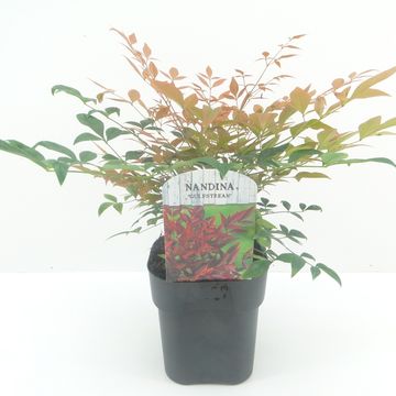 Nandina domestica 'Gulf Stream'