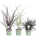 Grasses MIX