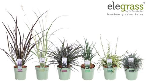 Grasses MIX