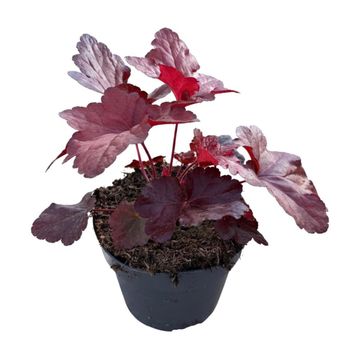 Heuchera FOREVER RED