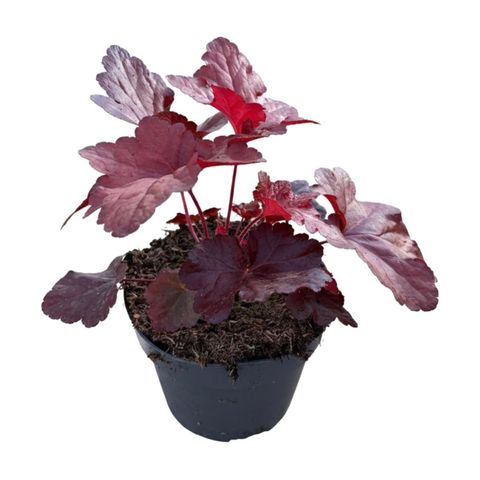 Heuchera FOREVER RED