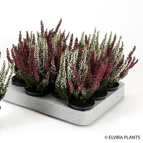 Calluna Vulgaris GARDEN GIRLS MIX IN POT TWIN — Plant Wholesale FlorAccess