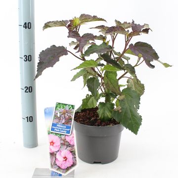 Hibiscus moscheutos CAROUSEL PINK CANDY