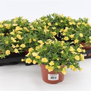 Calibrachoa 'Can-Can Rosies Light Yellow'
