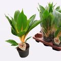 Chlorophytum orchidastrum GREEN ORANGE