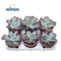 Echeveria 'Paul Bunyan'