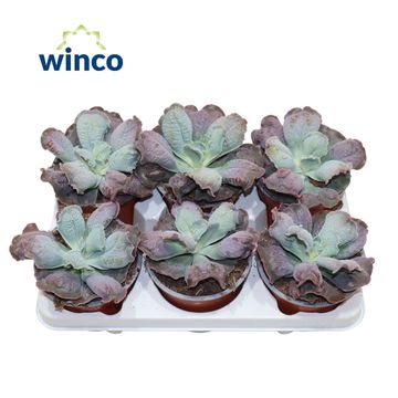 Echeveria 'Paul Bunyan'