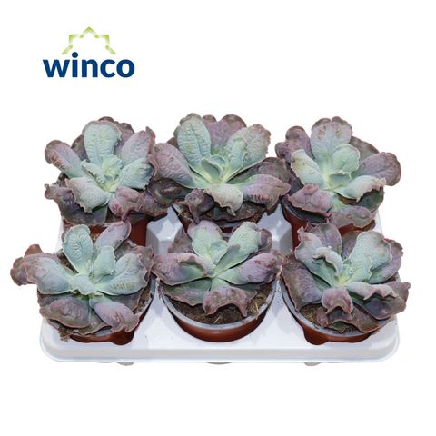 Echeveria 'Paul Bunyan'