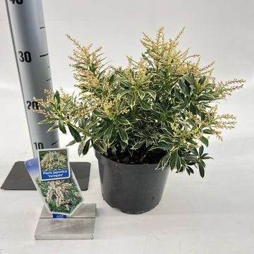 Pieris japonica 'Variegata'
