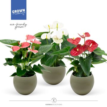 Anthurium MIX