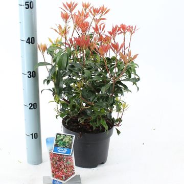 Pieris japonica 'Red Mill'