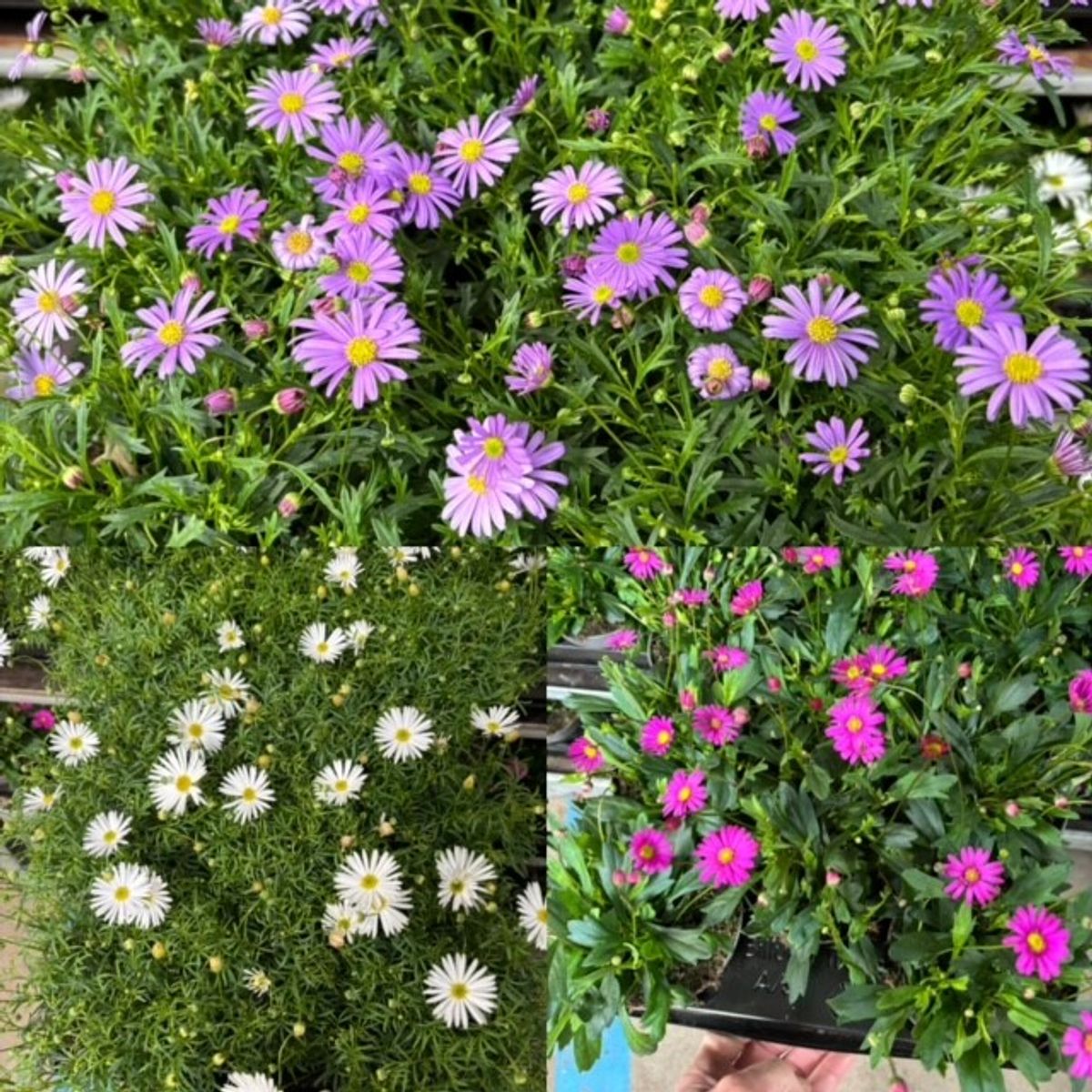 Brachyscome multifida MIX — Plant Wholesale FlorAccess